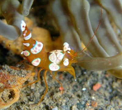 Camarão transparente com manchas brancas em ambiente submarino