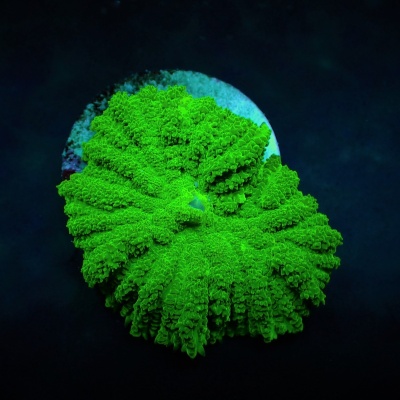 Anêmona marinha verde vibrante com textura aveludada sobre base circular branca