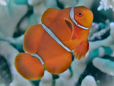 Peixe-palhaço laranja com faixas brancas sob corais