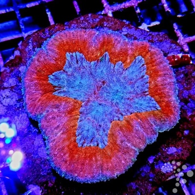 Coral marinho azul e laranja com textura rugosa em superfície escura