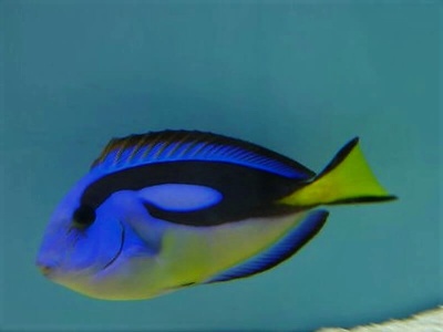 Peixe azul com cauda amarela num aquário
