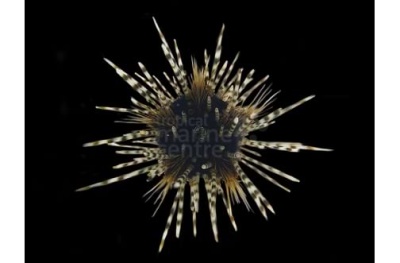 Ouriço-do-mar com espinhos riscados castanhos e brancos sobre fundo preto