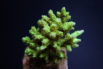 Coral verde com ramos nodosos em fundo azul-escuro