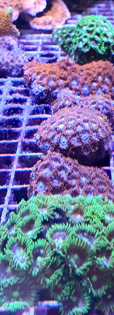 Colónias de corais Zoanthus verdes, laranja e castanhos em grelha azul dentro de aquário