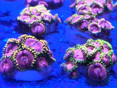 Corais zoantídeos coloridos em bases brancas sob luz azul