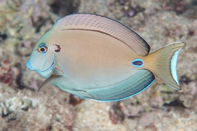 Peixe bege com bordas azuis nas barbatanas nadando sobre fundo marinho rochoso