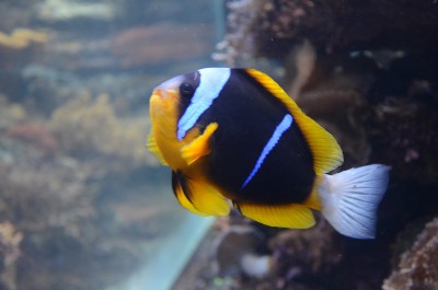 Peixe preto e amarelo com faixa branca em aquário