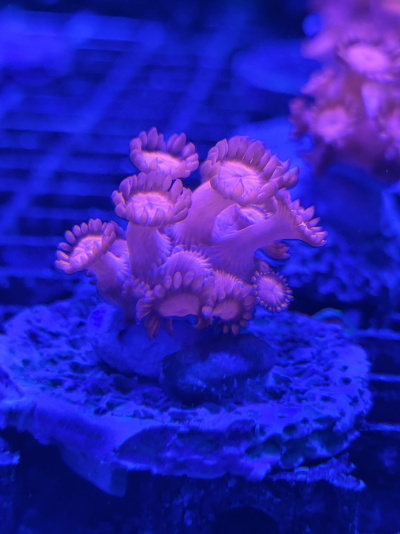 Coral macio salmão em fundo azul fluorescente no aquário