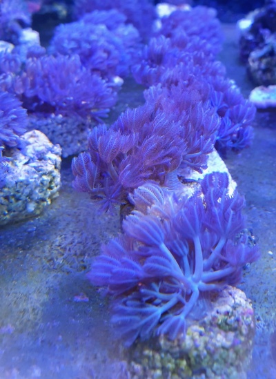 Corais roxos em rochas com textura semelhante a penas em fundo azul escuro