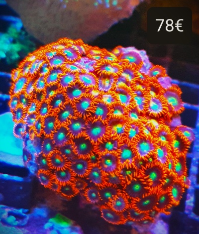 Coral marinho colorido com preço de 78€