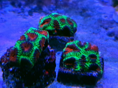 Três corais verdes e vermelhos em rocha sob luz azul