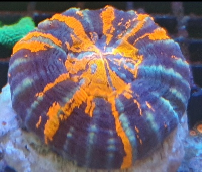 Coral red, azul e laranja com padrão vibrante em base de pedra branca