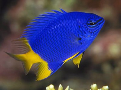 Peixe azul com barbatanas amarelas em ambiente aquático