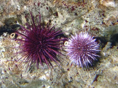 Dois ouriços-do-mar roxos numa rocha subaquática