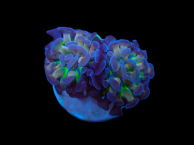 Coral marinho azul e verde com textura carnuda e ramificada