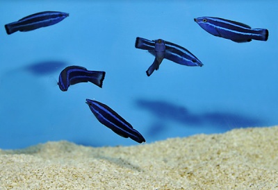 Peixes pequenos azuis com riscas pretas a nadar na areia