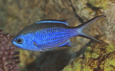 Peixe azul brilhante com cauda bifurcada em ambiente aquático