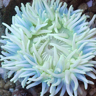 Anémona-do-mar verde e azul em meio a pedras marinhas