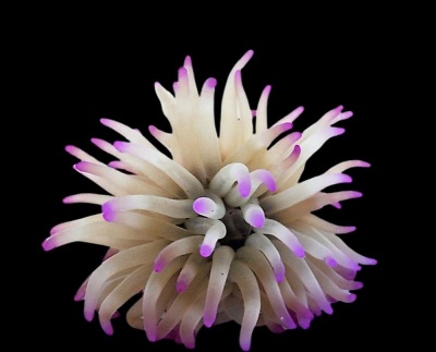 Anémona do mar com tentáculos brancos translúcidos e pontas roxas