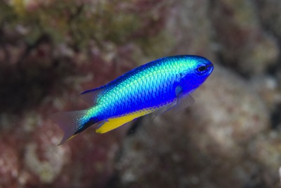 Peixe tropical azul e amarelo em fundo aquático desfocado