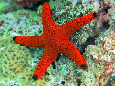 estrela-do-mar vermelha com pontas pretas sobre coral e rocha marinha