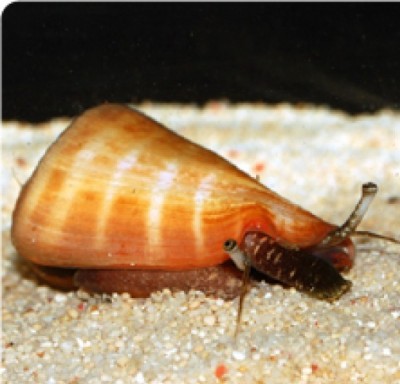 Caracol aquático com concha laranja e branca sobre areia clara