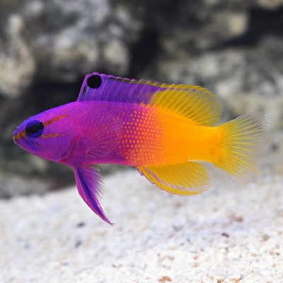 Peixe ornamental roxo e amarelo com nadadeiras translúcidas em aquário