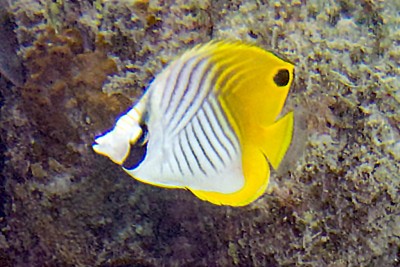 Peixe tropical amarelo e branco com riscas pretas perto de coral