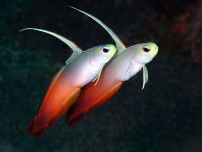 Dois peixes com corpo branco e cauda vermelha em fundo escuro