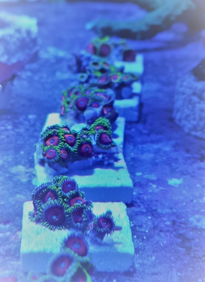 Corais coloridos fixados em blocos brancos submersos em água azul