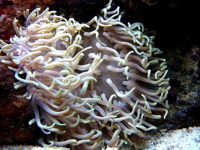 Anémona do mar com tentáculos brancos ondulados em fundo escuro subaquático