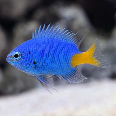 Peixe tropical azul com cauda amarela em água