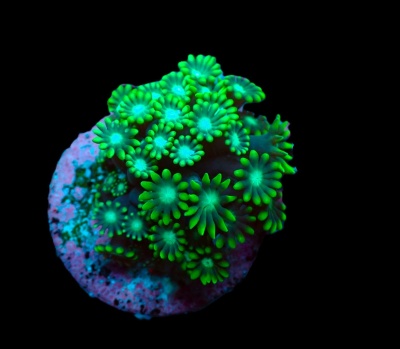 Coral fluorescente verde e rosa em fundo preto