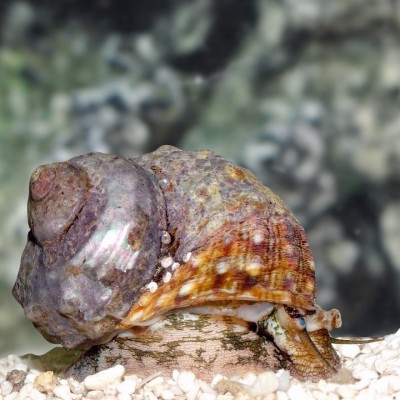 Caracol marinho com concha texturada em cascalho branco