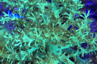 Coral marinho verde com ramos e pólipos em fundo azul escuro