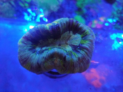 Coral marinho multicolorido num aquário com luz azul