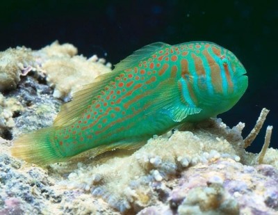 Peixe verde com padrões laranjas sobre corais