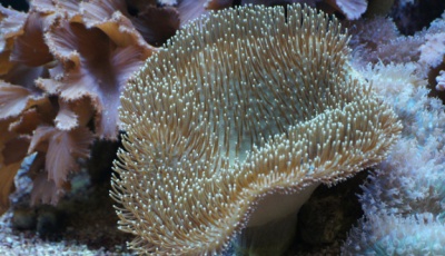 Coral marinho castanho claro com textura pontiaguda rodeado por corais rosa, roxo e branco em fundo arenoso