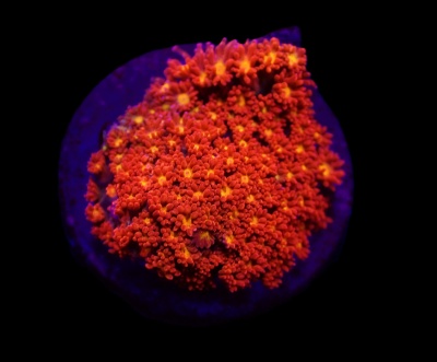 Coral marinho laranja com base roxa e fundo negro