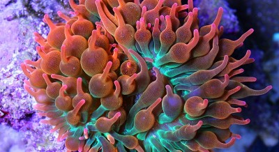 Coral marinho com tentáculos alaranjados e vermelhos com ponta em forma de gota