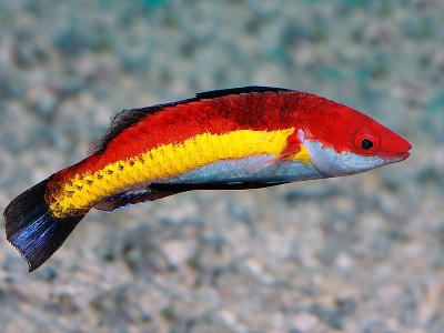 Peixe colorido com faixas vermelha, amarela e azul nadando sobre cascalho