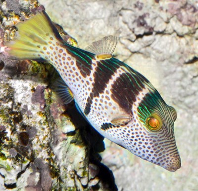 Peixe colorido com manchas e riscas perto de rochas claras