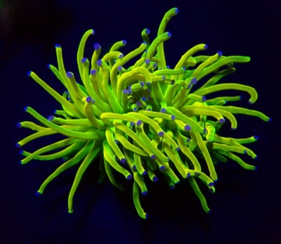 Coral marinho verde neon com pontas roxas em fundo preto