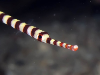 Peixe-corneta com corpo listrado vermelho, branco e castanho escuro em fundo aquático