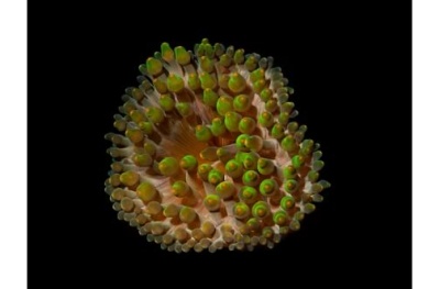 Coral marinho com tentáculos verdes fluorescentes e castanhos em fundo preto