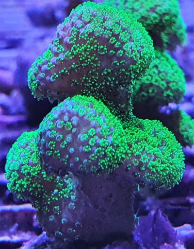 Coral verde brilhante com textura esponjosa em ambiente aquático