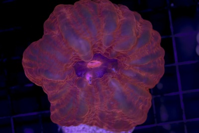 Coral marinho volumoso em tons de roxo e laranja sobre grelha preta