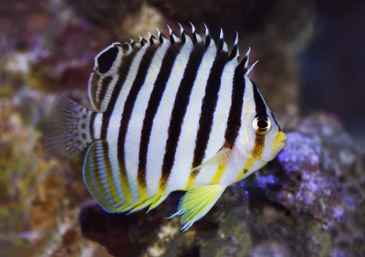 Peixe tropical com listras pretas e brancas em ambiente aquático