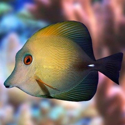 Peixe tropical amarelo esverdeado com barbatanas azul-acinzentadas em ambiente de coral