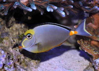 Peixe colorido junto a corais em aquário